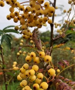Roots Plants Trees & Shrubs Joseph Rock Rowan Tree | Sorbus 13 Roots Plants Trees & Shrubs Joseph Rock Rowan Tree | Sorbus