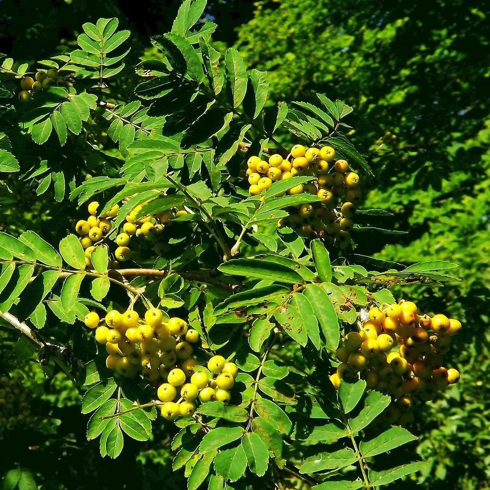 Roots Plants Trees & Shrubs Joseph Rock Rowan Tree | Sorbus 3 Roots Plants Trees & Shrubs Joseph Rock Rowan Tree | Sorbus