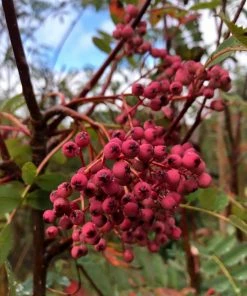 Roots Plants Trees & Shrubs Pink Pagoda Rowan Tree | Sorbus Hupehensis