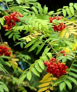 Roots Plants Mountain Ash Rowan Tree | Sorbus Aucuparia Trees & Shrubs
