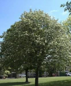Roots Plants Whitebeam Tree | Sorbus Aria 'Lutescens' Trees & Shrubs