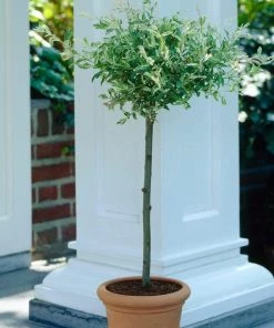 Roots Plants Flamingo Willow | Salix Integra Hakuro Nishiki | 4ft Patio Tree