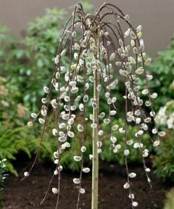 Roots Plants Kilmarnock Dwarf Weeping Willow Tree | Salix Caprea