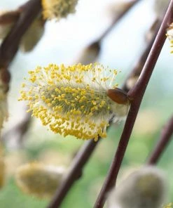 Roots Plants Kilmarnock Dwarf Weeping Willow Tree | Salix Caprea