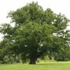 Roots Plants English Oak Tree | Quercus Robur Trees & Shrubs 1 Roots Plants English Oak Tree | Quercus Robur Trees & Shrubs