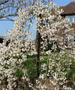 Roots Plants Dwarf Weeping Yoshino Cherry | Prunus Yedoensis 'Ivensii'