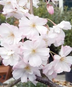 Roots Plants Dwarf Weeping Yoshino Cherry | Prunus Yedoensis 'Ivensii'
