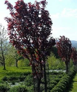 Roots Plants Purple Leaf Cherry Blossom Tree | Prunus Serrulata 'Royal Burgundy'