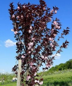 Roots Plants Purple Leaf Cherry Blossom Tree | Prunus Serrulata 'Royal Burgundy'