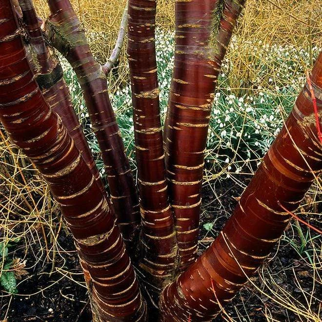 Roots Plants Multi Stem Tibetan Cherry Tree | Prunus Serrula 3 Roots Plants Multi Stem Tibetan Cherry Tree | Prunus Serrula