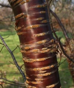 Roots Plants Single Stem Tibetan Cherry Tree | Prunus Serrula