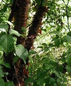 Roots Plants Multi Stem Tibetan Cherry Tree | Prunus Serrula 10 Roots Plants Multi Stem Tibetan Cherry Tree | Prunus Serrula