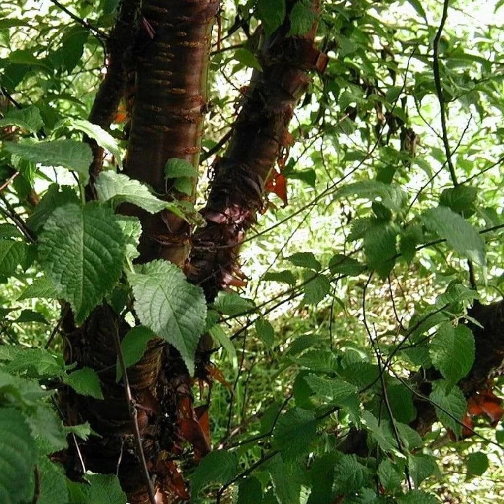 Roots Plants Multi Stem Tibetan Cherry Tree | Prunus Serrula 6 Roots Plants Multi Stem Tibetan Cherry Tree | Prunus Serrula