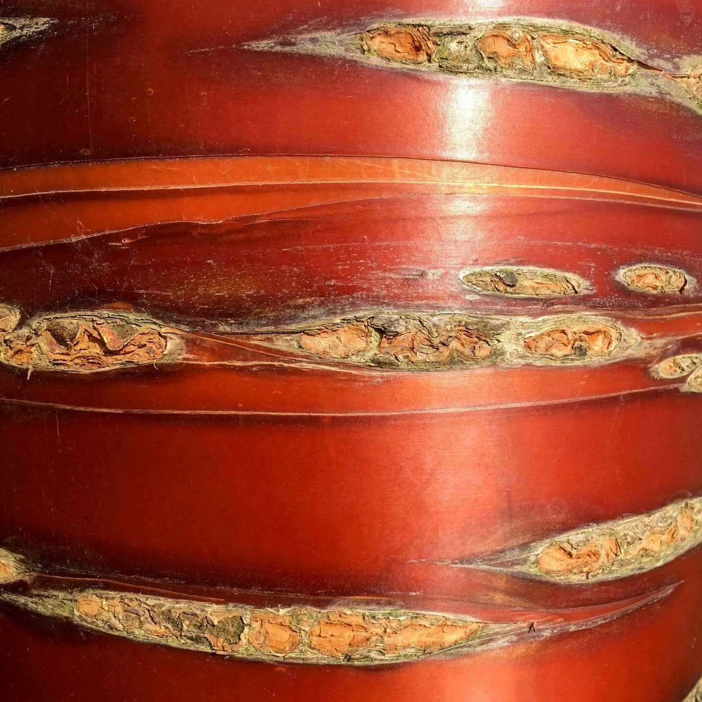 Roots Plants Multi Stem Tibetan Cherry Tree | Prunus Serrula 4 Roots Plants Multi Stem Tibetan Cherry Tree | Prunus Serrula