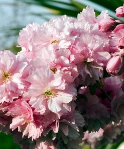 Roots Plants Pink Perfection Cherry Blossom Tree Trees & Shrubs