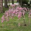 Roots Plants Single Pink Weeping Cherry Blossom Tree | Prunus Pendula Rubra Trees & Shrubs