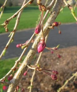 Roots Plants Single Pink Weeping Cherry Blossom Tree | Prunus Pendula Rubra Trees & Shrubs
