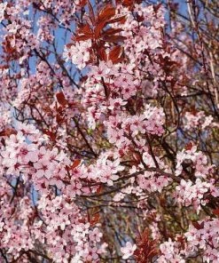 Roots Plants Black Cherry Plum Tree | Prunus Cerasifera 'Nigra'