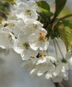 Roots Plants Great White Cherry Blossom Tree | Prunus 'Tai-Haku'