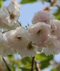 Roots Plants Blushing Bride Cherry Blossom Tree | Prunus 'Shogetsu' Trees & Shrubs