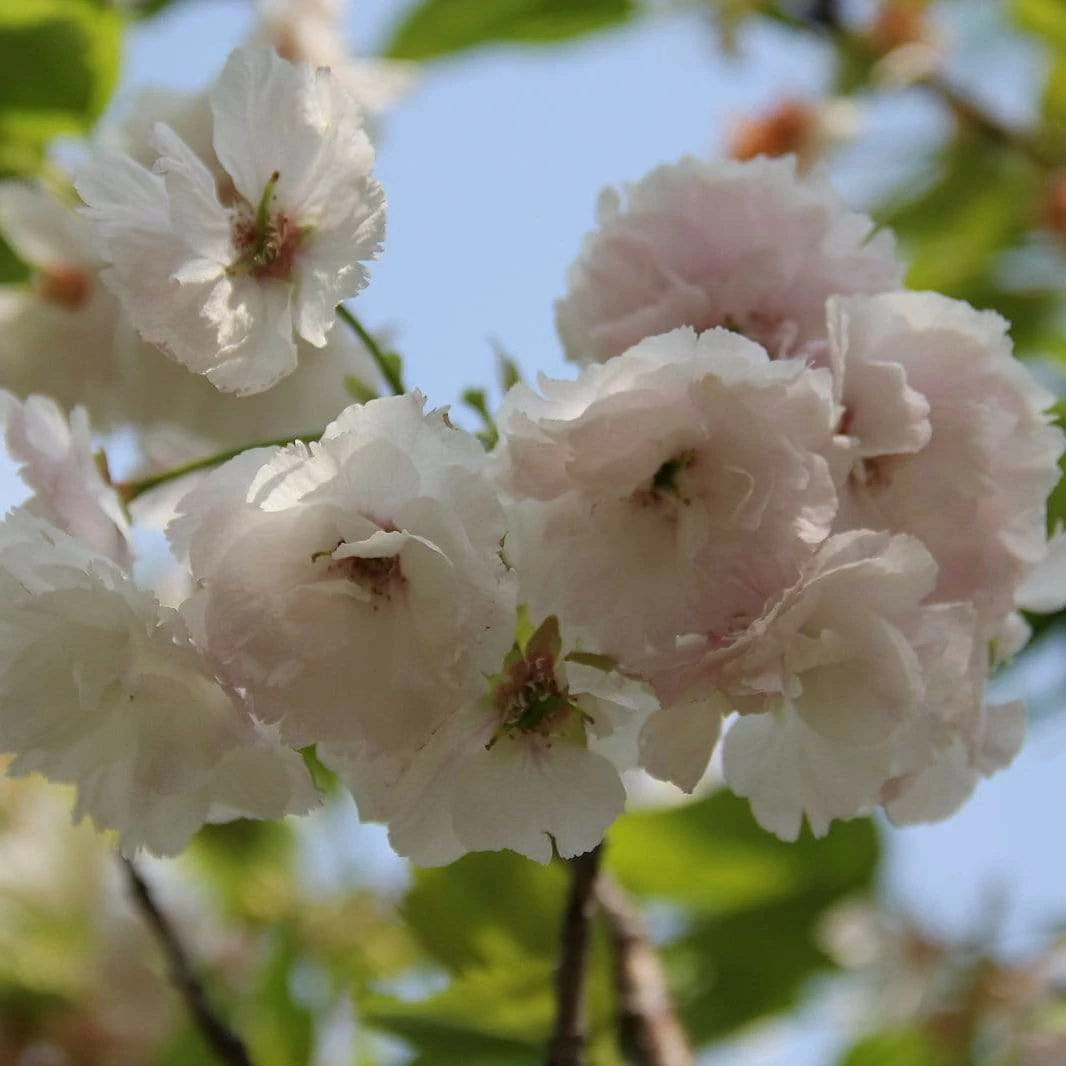 Roots Plants Blushing Bride Cherry Blossom Tree | Prunus 'Shogetsu' Trees & Shrubs 3 Roots Plants Blushing Bride Cherry Blossom Tree | Prunus 'Shogetsu' Trees & Shrubs