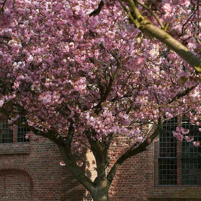 Roots Plants Japanese Cherry Blossom Tree | Prunus Serrulata 'Kanzan' 4 Roots Plants Japanese Cherry Blossom Tree | Prunus Serrulata 'Kanzan'