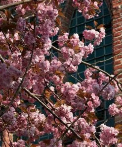 Roots Plants Japanese Cherry Blossom Tree | Prunus Serrulata 'Kanzan' 12 Roots Plants Japanese Cherry Blossom Tree | Prunus Serrulata 'Kanzan'