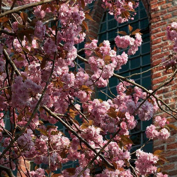 Roots Plants Japanese Cherry Blossom Tree | Prunus Serrulata 'Kanzan' 6 Roots Plants Japanese Cherry Blossom Tree | Prunus Serrulata 'Kanzan'