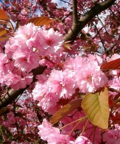 Roots Plants Japanese Cherry Blossom Tree | Prunus Serrulata 'Kanzan' 13 Roots Plants Japanese Cherry Blossom Tree | Prunus Serrulata 'Kanzan'