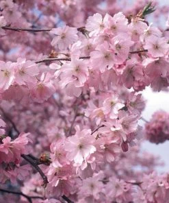 Roots Plants Trees & Shrubs Accolade Cherry Blossom Tree 11 Roots Plants Trees & Shrubs Accolade Cherry Blossom Tree