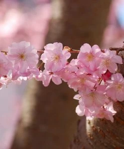 Roots Plants Trees & Shrubs Accolade Cherry Blossom Tree 13 Roots Plants Trees & Shrubs Accolade Cherry Blossom Tree