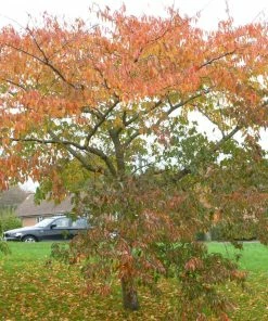 Roots Plants Trees & Shrubs Accolade Cherry Blossom Tree 14 Roots Plants Trees & Shrubs Accolade Cherry Blossom Tree