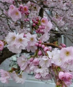 Roots Plants Trees & Shrubs Accolade Cherry Blossom Tree 12 Roots Plants Trees & Shrubs Accolade Cherry Blossom Tree