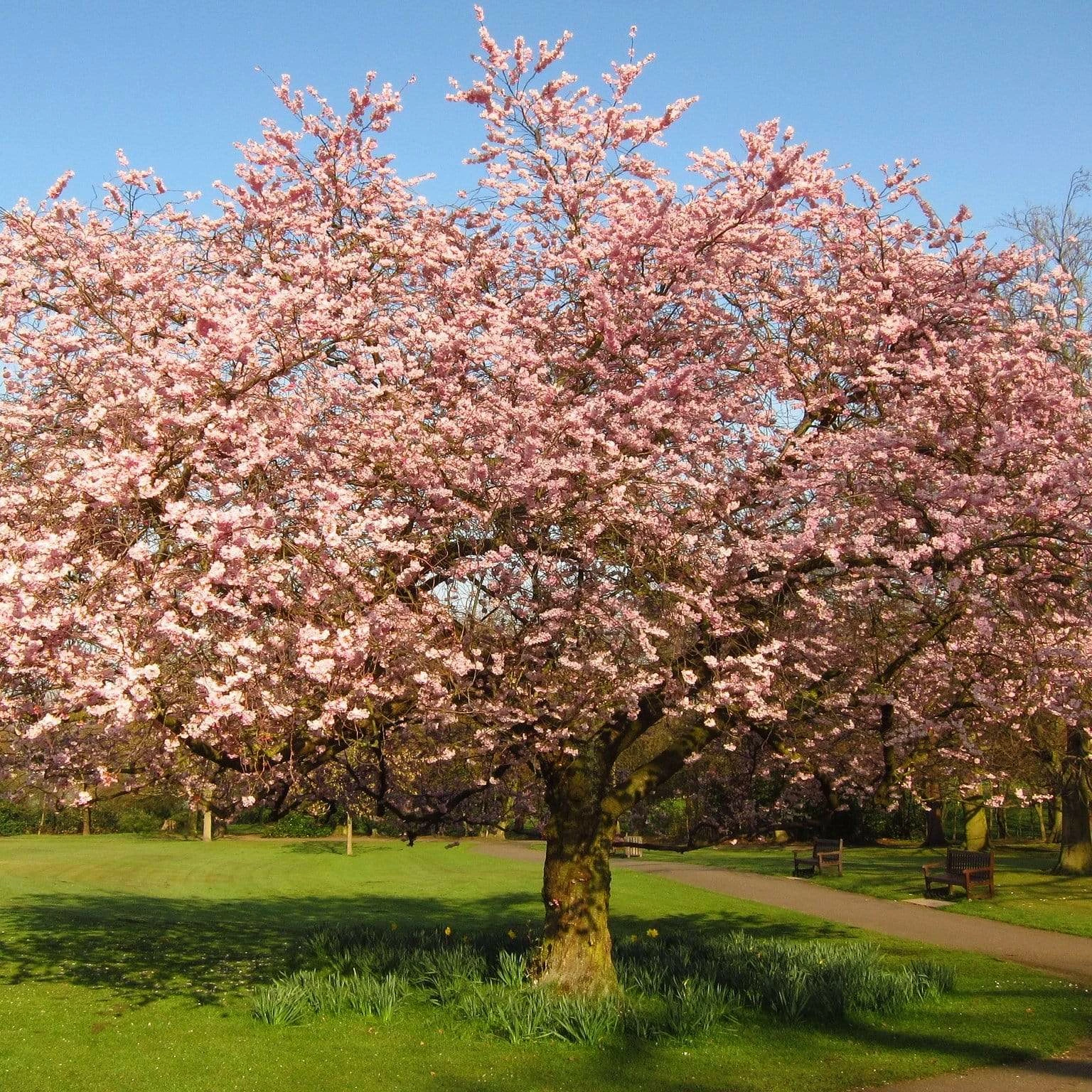 Roots Plants Trees & Shrubs Accolade Cherry Blossom Tree 4 Roots Plants Trees & Shrubs Accolade Cherry Blossom Tree