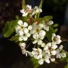 Roots Plants Trees & Shrubs Ornamental Pear Tree | Pyrus Chanticleer