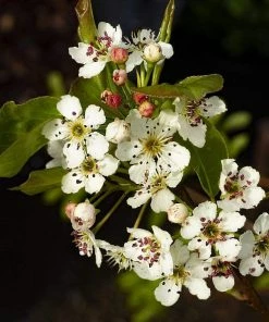 Roots Plants Trees & Shrubs Ornamental Pear Tree | Pyrus Chanticleer