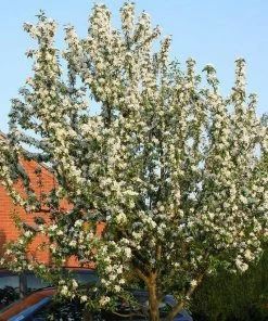 Roots Plants Trees & Shrubs John Downie Crabapple Tree