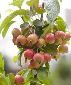 Roots Plants Japanese Crabapple Tree | Malus Floribunda 10 Roots Plants Japanese Crabapple Tree | Malus Floribunda