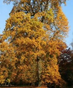 Roots Plants Tulip Tree | Liriodendron Tulipifera