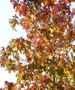 Roots Plants Sweetgum Tree | Liquidambar Styraciflua 'Worplesdon'
