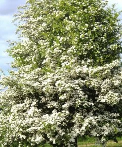 Roots Plants Hybrid Cockspur Hawthorn | Crataegus X Lavallei 'Carrierei'