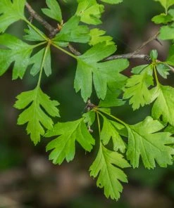 Roots Plants Hybrid Cockspur Hawthorn | Crataegus X Lavallei 'Carrierei'