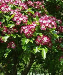 Roots Plants Red Hawthorn Tree | Crataegus Laevigata 'Paul's Scarlet' Trees & Shrubs