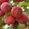 Roots Plants Trees & Shrubs Jelly King' Crabapple Tree 1 Roots Plants Trees & Shrubs Jelly King' Crabapple Tree