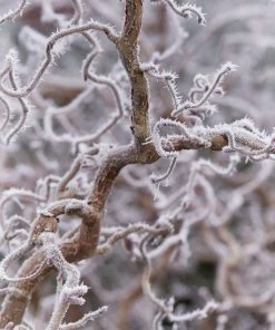 Roots Plants Purple Corkscrew Hazel | Corylus Avellana 'Red Majestic' 8 Roots Plants Purple Corkscrew Hazel | Corylus Avellana 'Red Majestic'