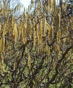 Roots Plants Corkscrew Hazel | Corylus Avellana 'Contorta'