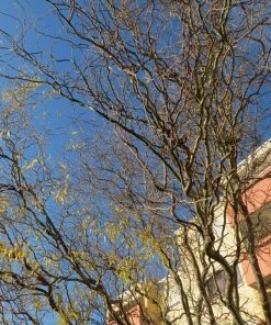 Roots Plants Trees & Shrubs Corkscrew Willow | Salix Matsudana 'Tortuosa'