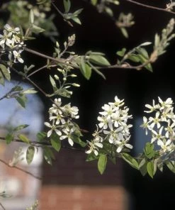 Roots Plants Trees & Shrubs Snowy Mespilus | Juneberry Tree | Amelanchier Canadensis