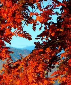 Roots Plants Trees & Shrubs Scarlet Japanese Rowan Tree | Sorbus Commixta 'Embley'