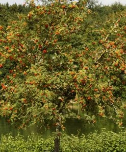 Roots Plants Trees & Shrubs Scarlet Japanese Rowan Tree | Sorbus Commixta 'Embley'